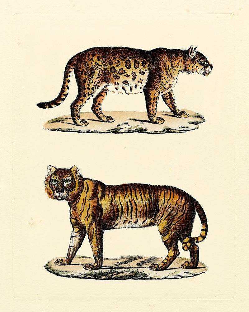 Animal Studies II