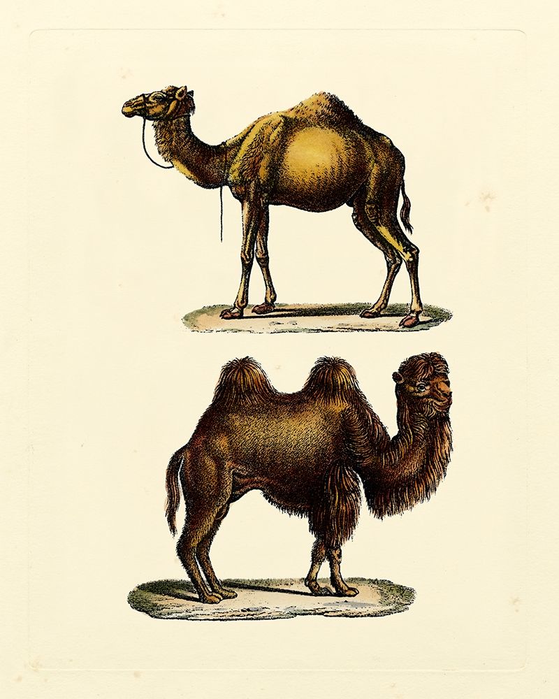 Animal Studies III