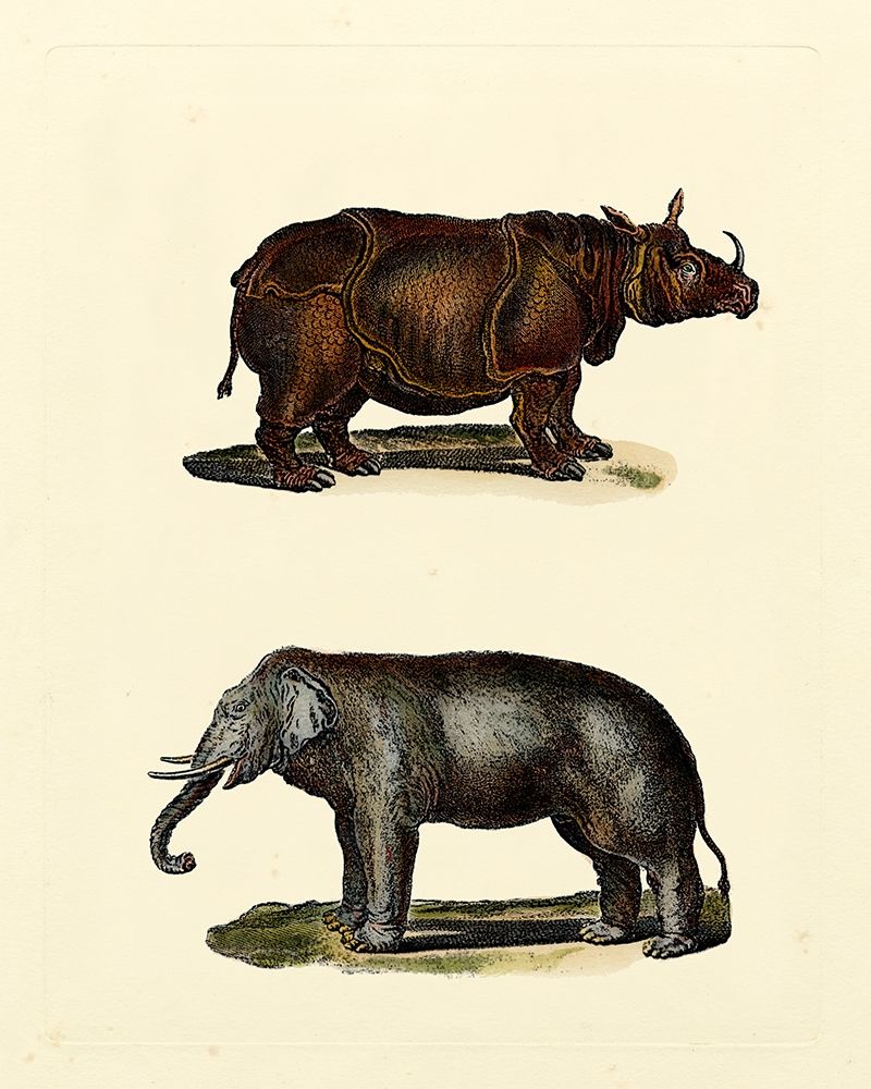 Animal Studies IV