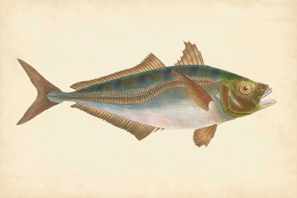 Donovan Antique Fish III