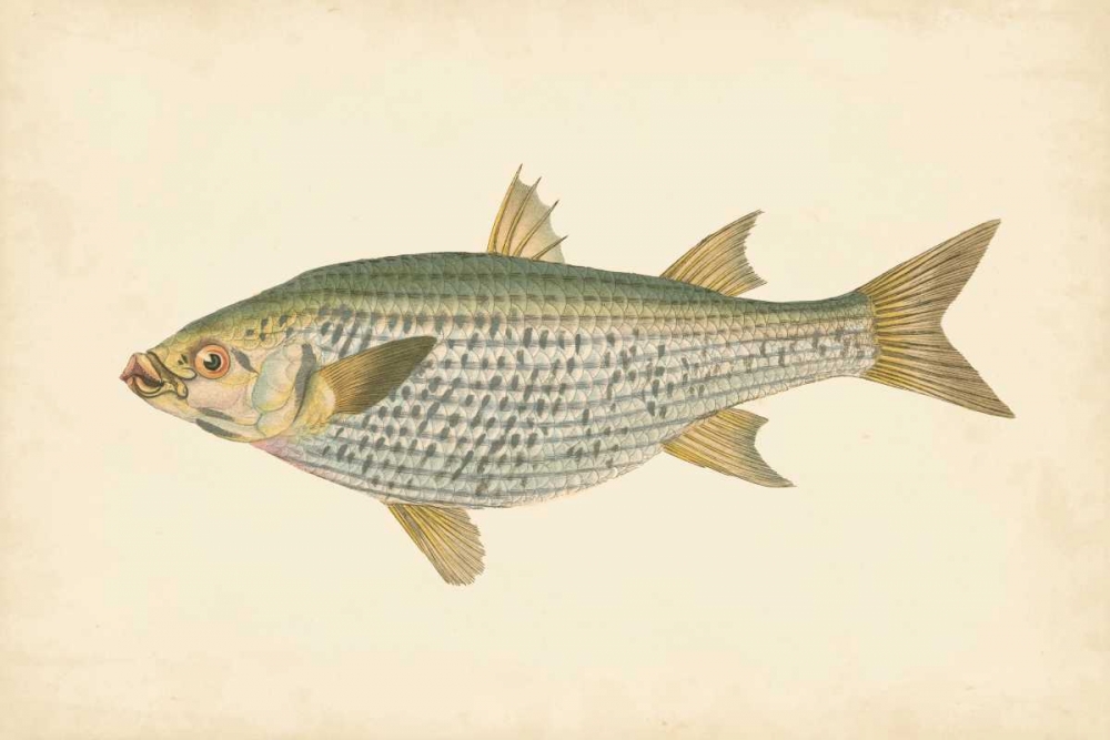 Donovan Antique Fish IV