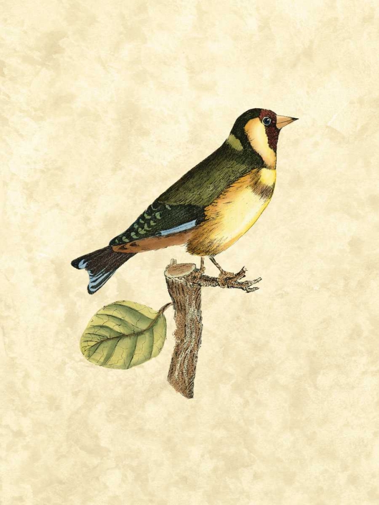 Selby Birds I