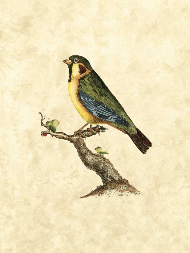 Selby Birds II