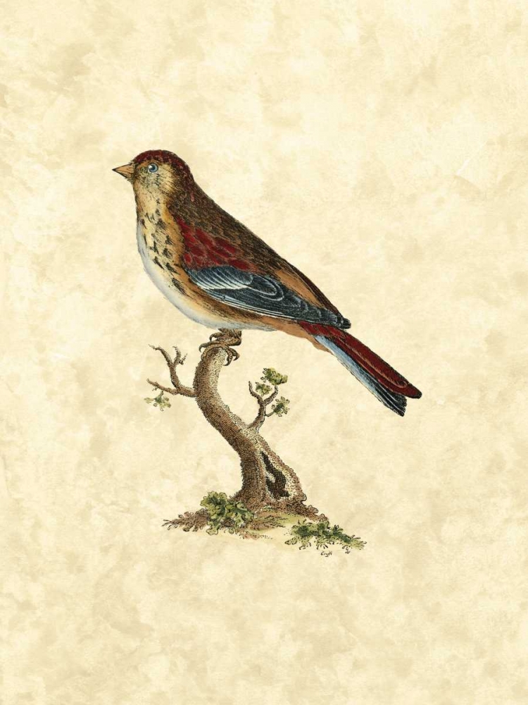 Selby Birds IV