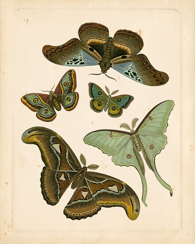 Antique Entomology II