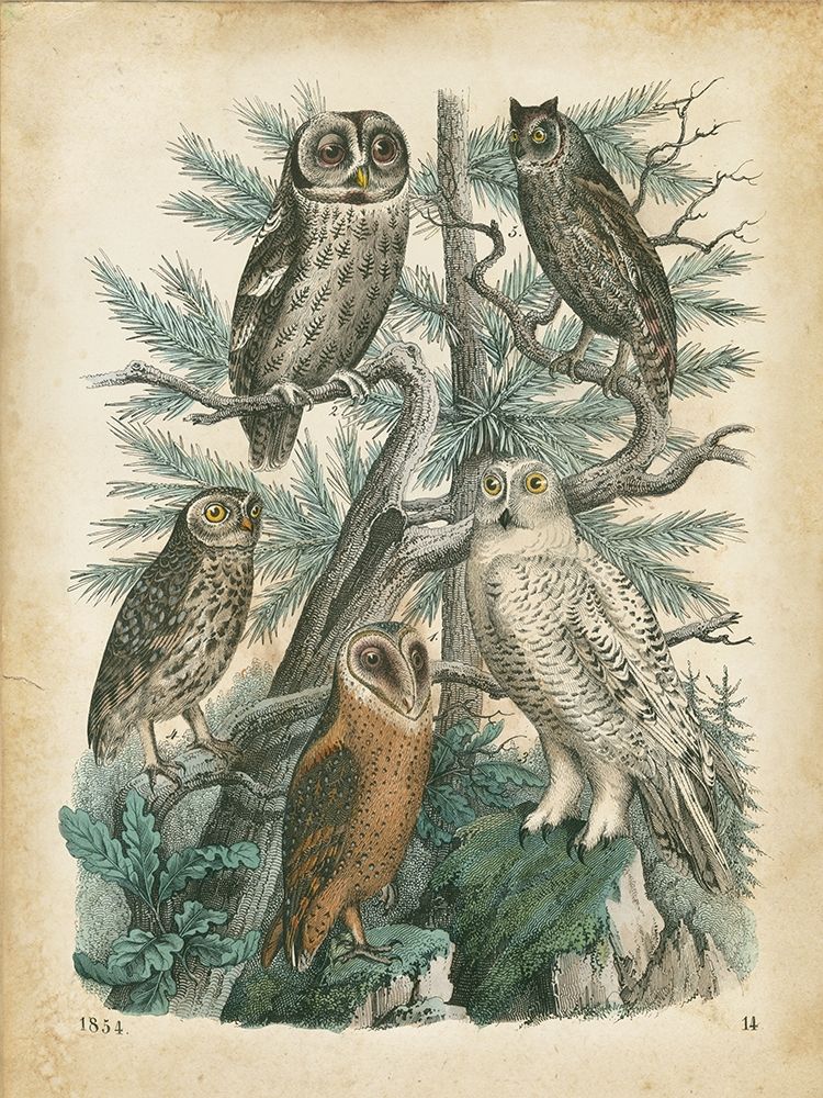 Natures Gathering III