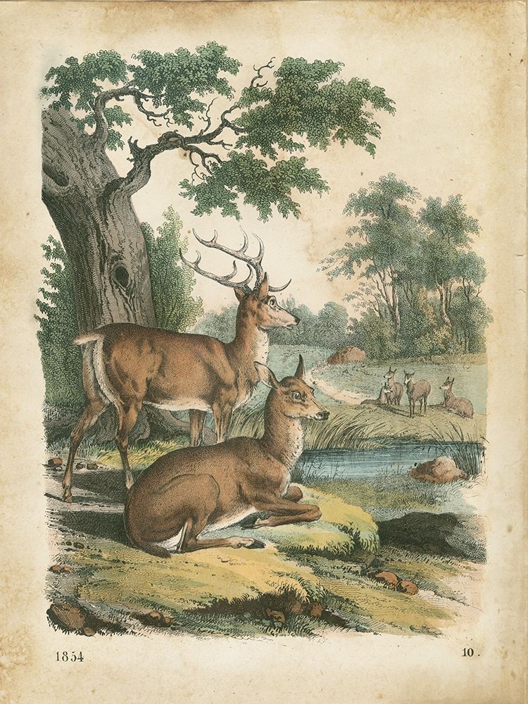 Natures Gathering IV