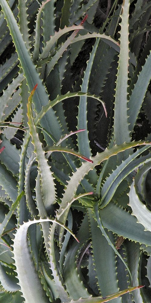 Prickly Cactus