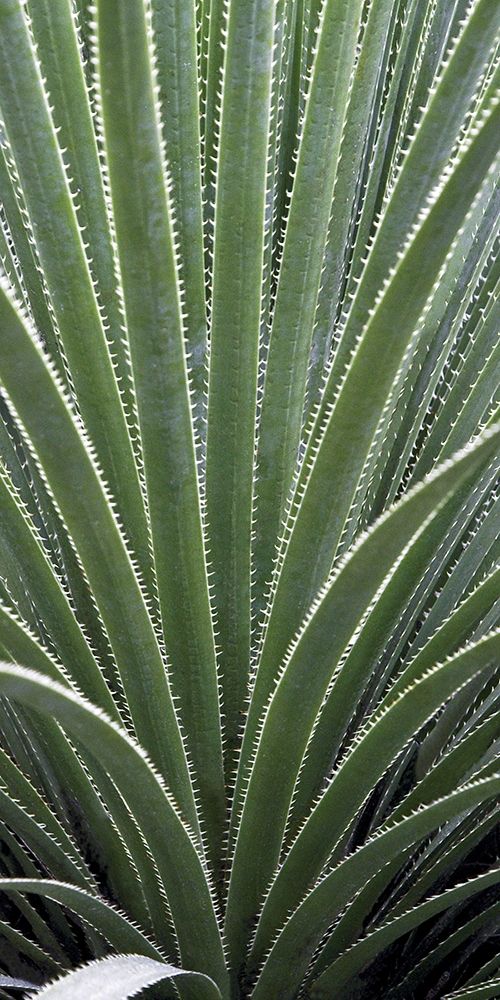 Cactus Celery