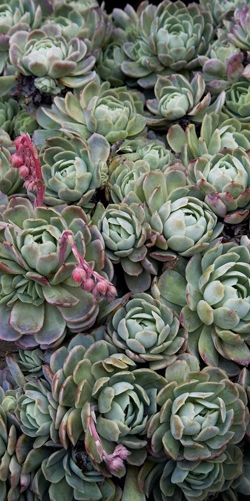 Ice Plant Clovers