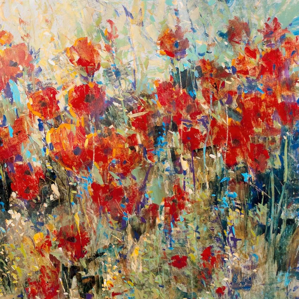 Red Poppy Field II