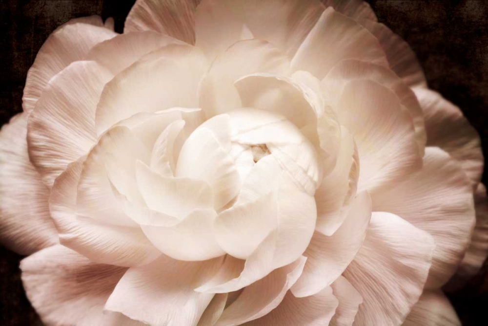 Elegant Ranunculus I