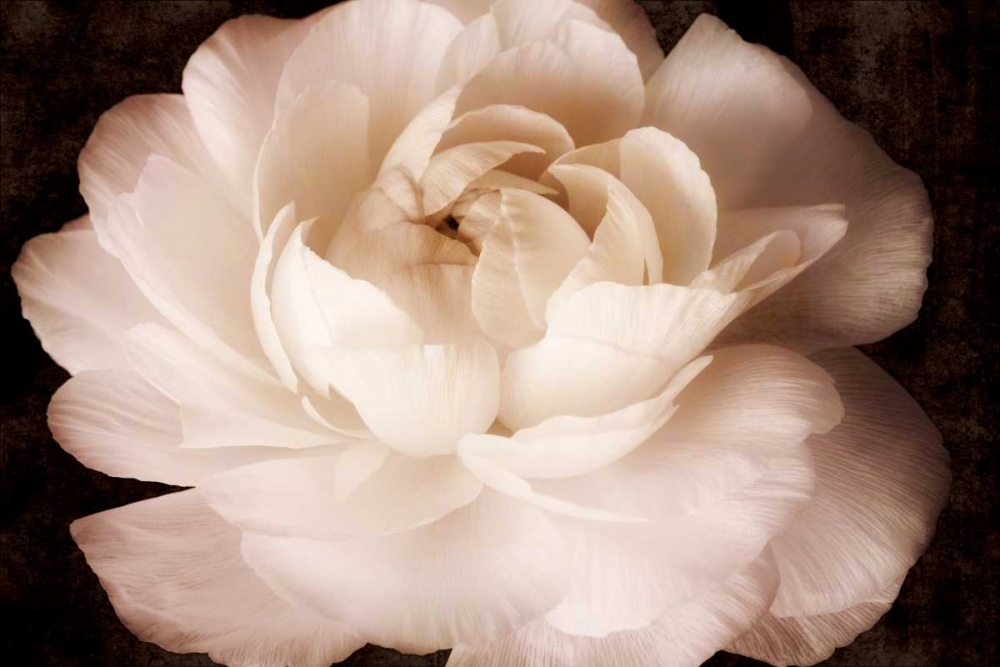 Elegant Ranunculus II