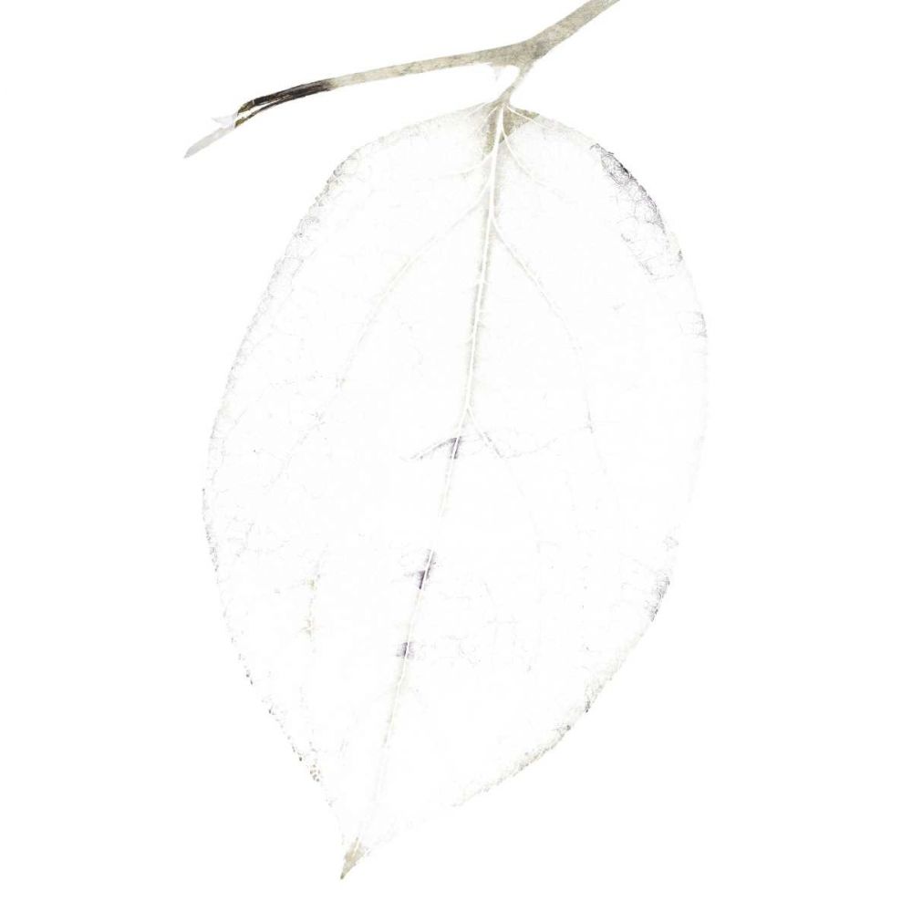 Bamboo Moon I