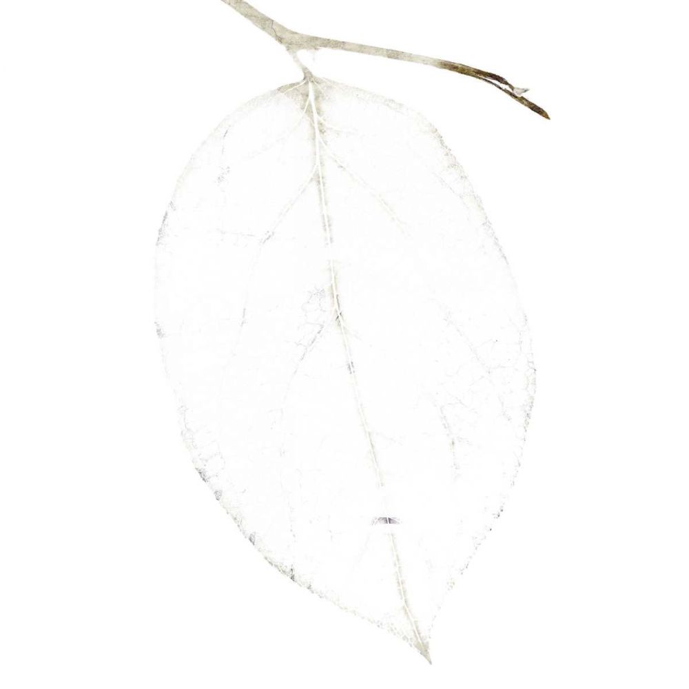 Bamboo Moon II