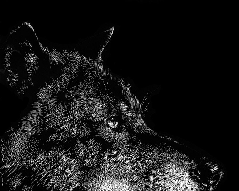 Black Wolf