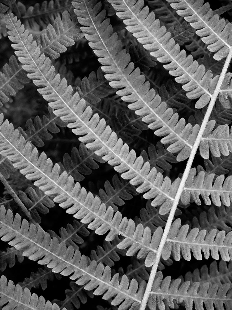 Fern I