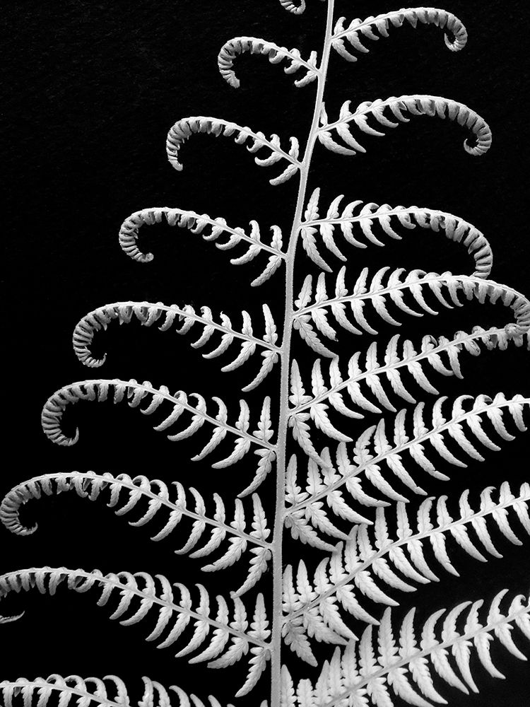 Fern II