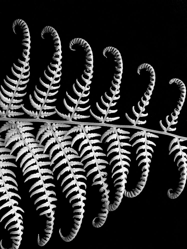 Fern III