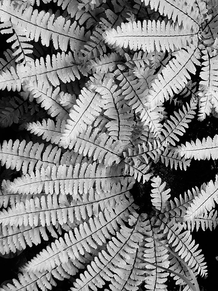 Fern IV