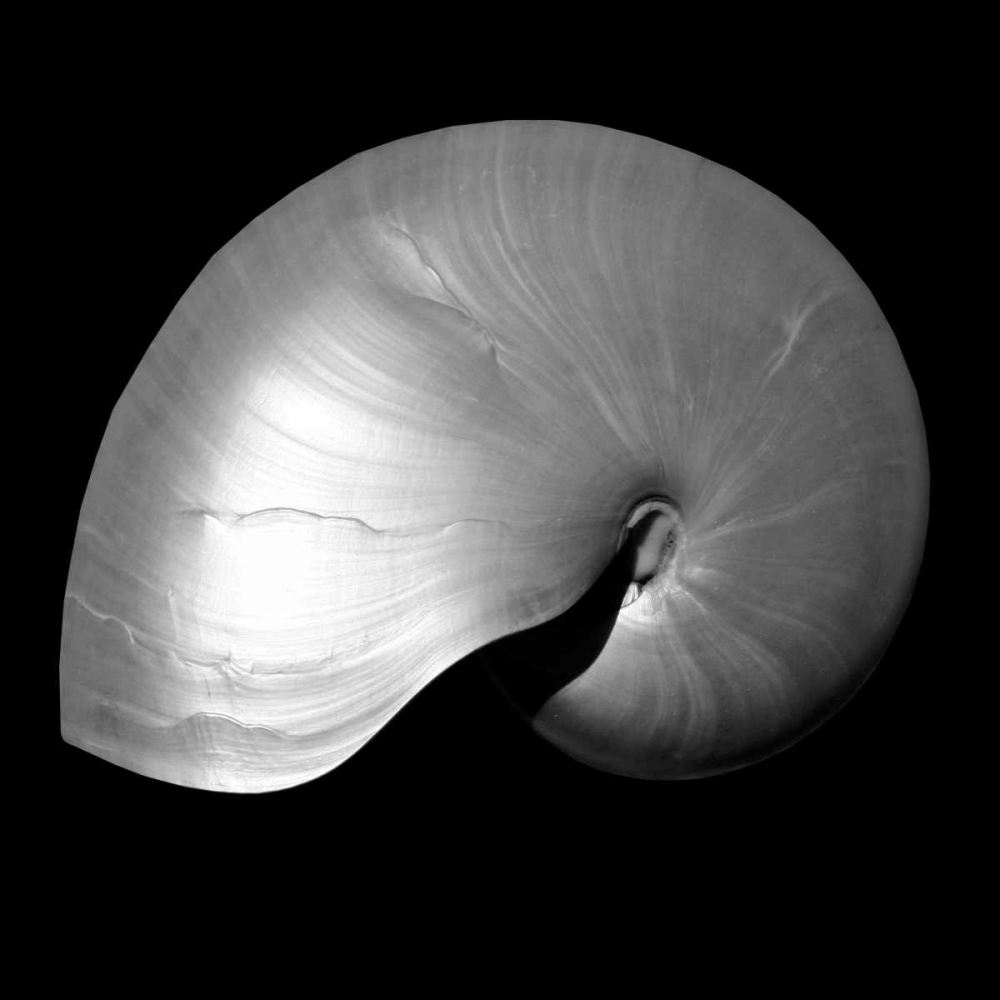 Nautilus Twin I