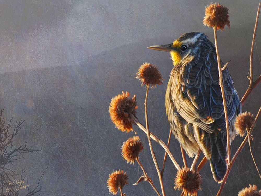 Meadowlark