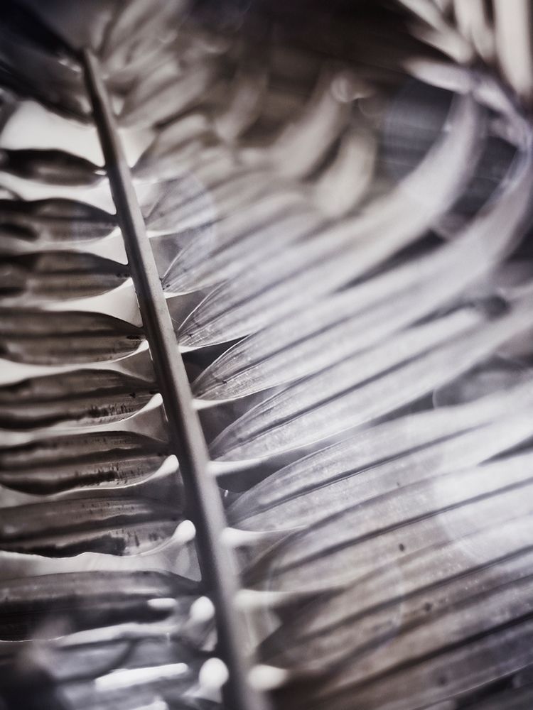 Silvery Frond I
