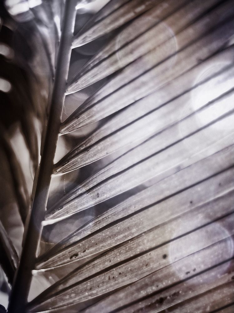 Silvery Frond II