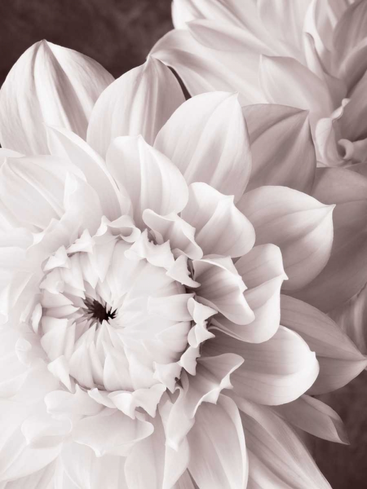 BandW Dahlias I