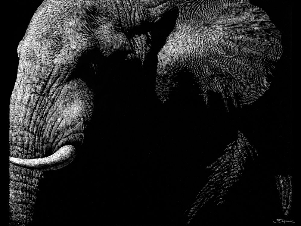 Wildlife Scratchboards III