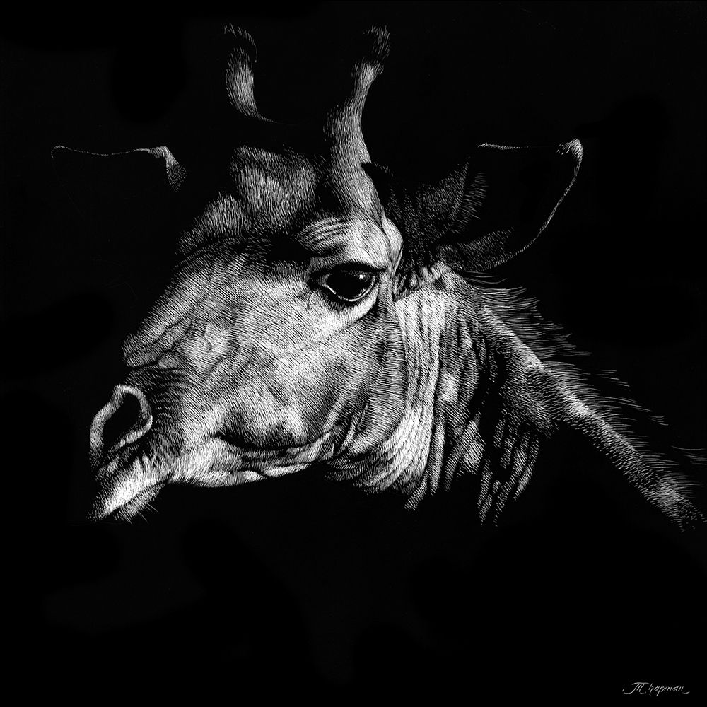 Wildlife Scratchboards VI
