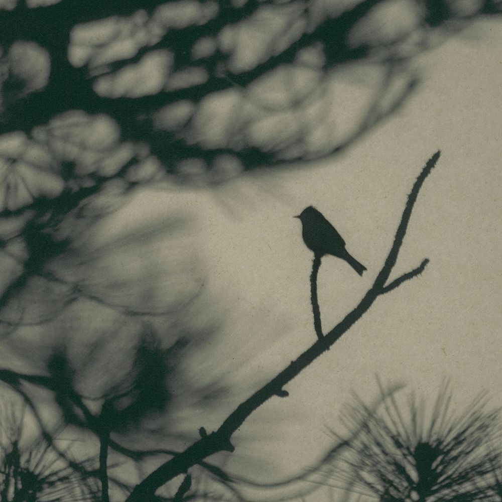 Caligraphy Bird I