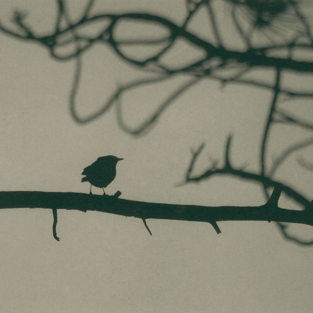Caligraphy Bird II