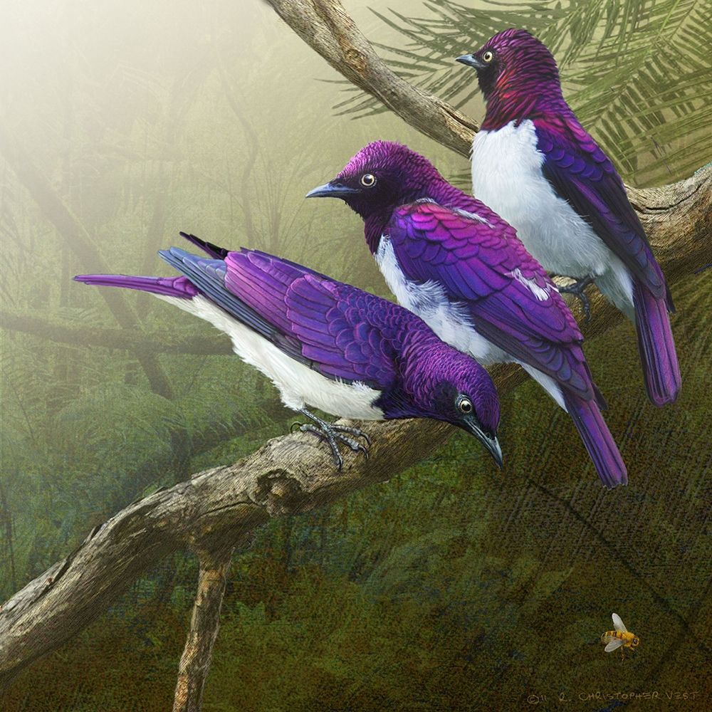 African Starlings