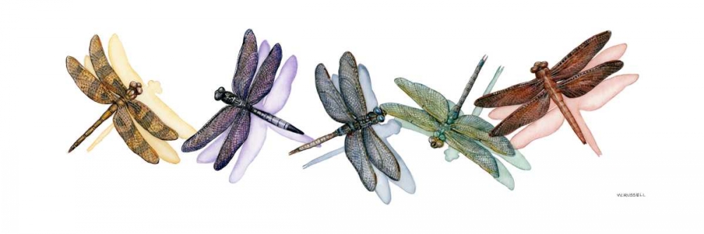 Wings of Splendor II