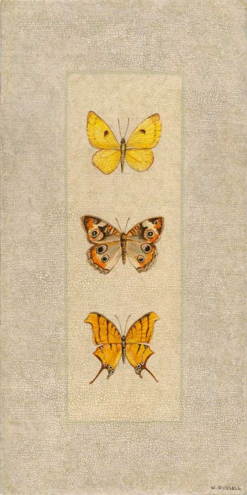 Butterfly Trio I