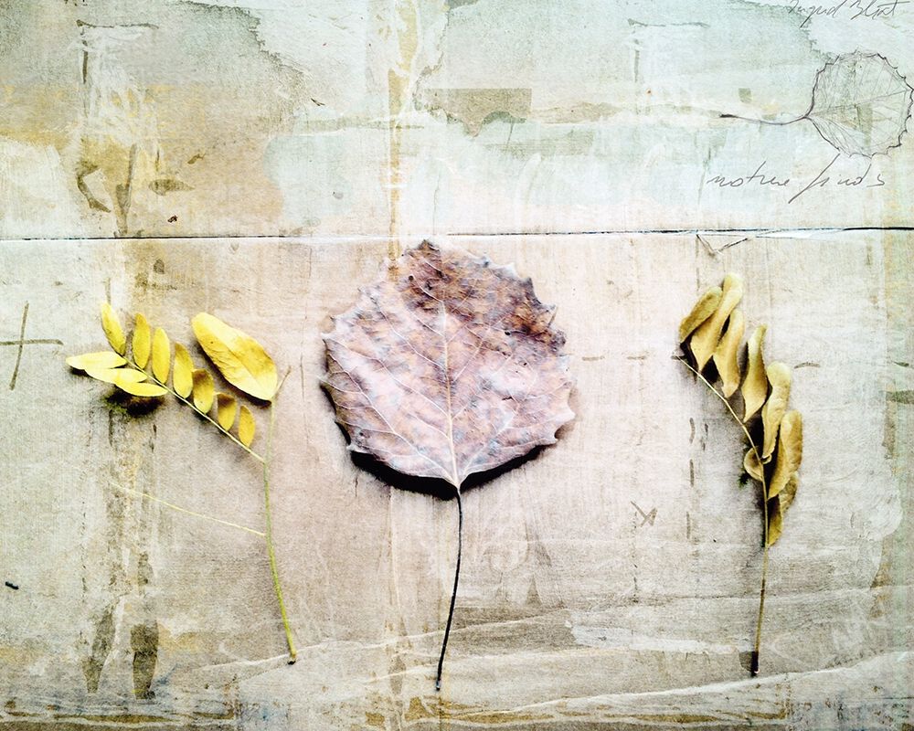 Herbarium III