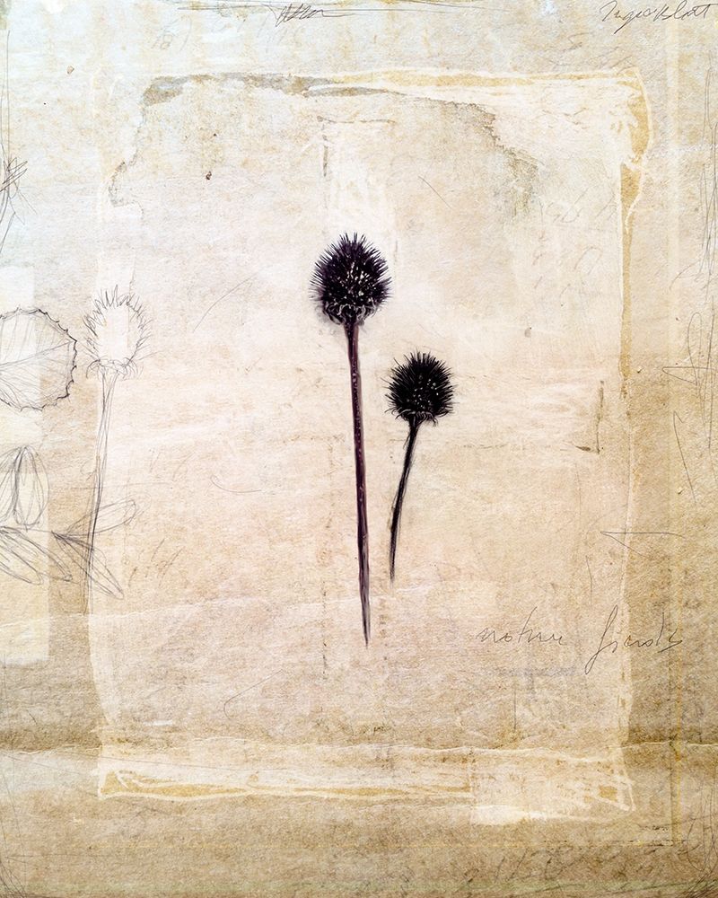 Herbarium IV