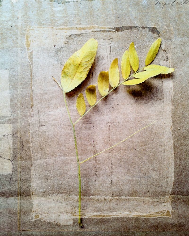 Herbarium V