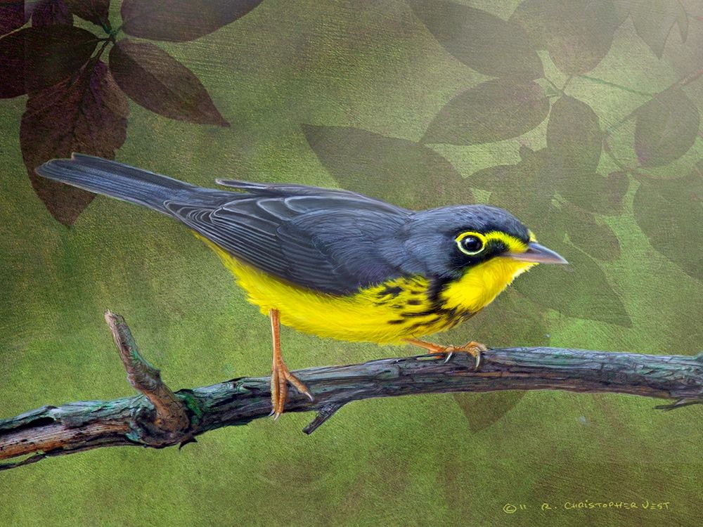 Canada Warbler