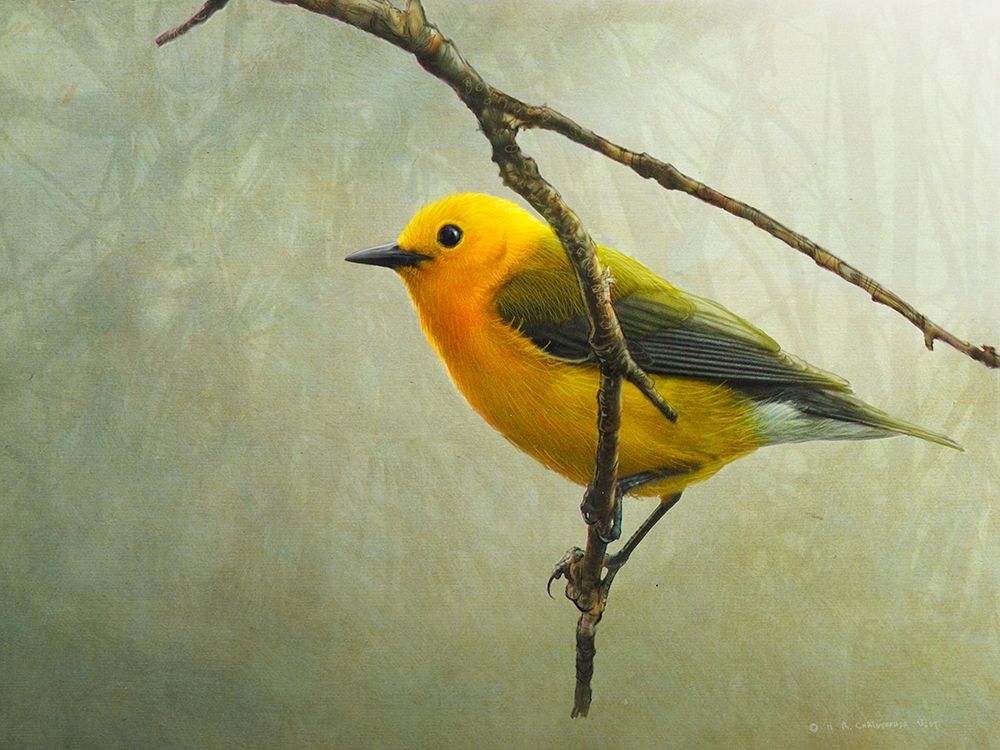 Prothonotary Warbler