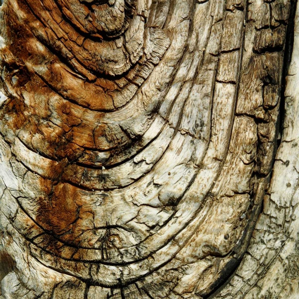 Natures Textures III