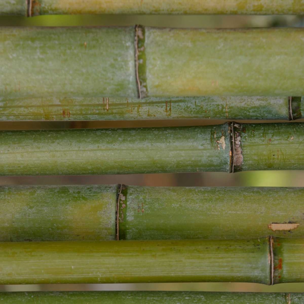 Natures Textures V