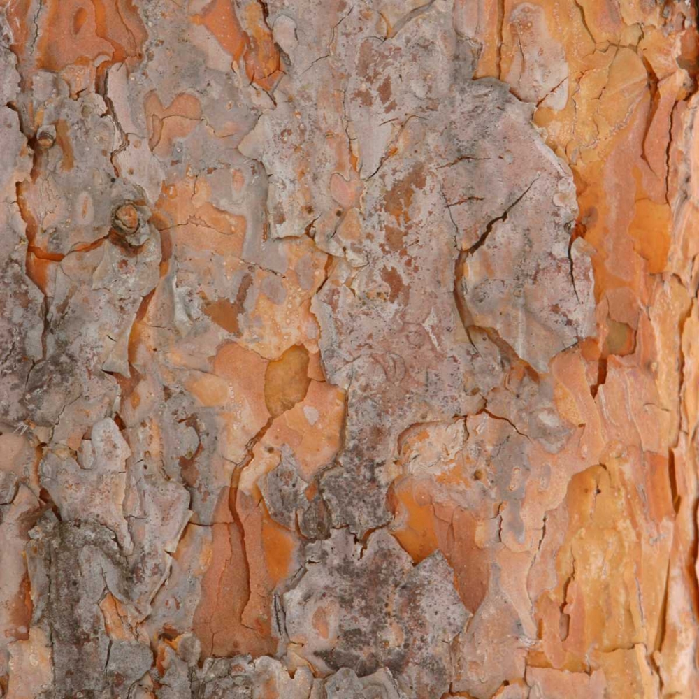 Natures Textures VII