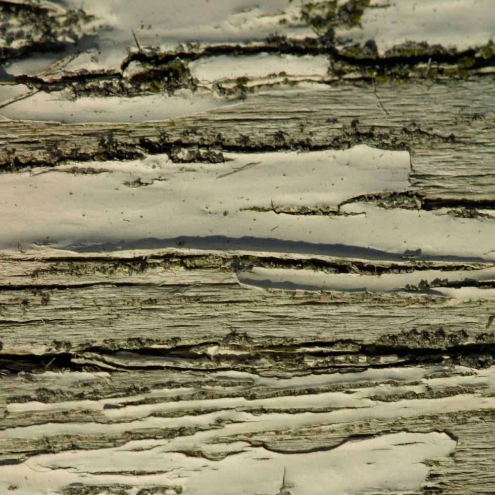 Natures Textures VIII