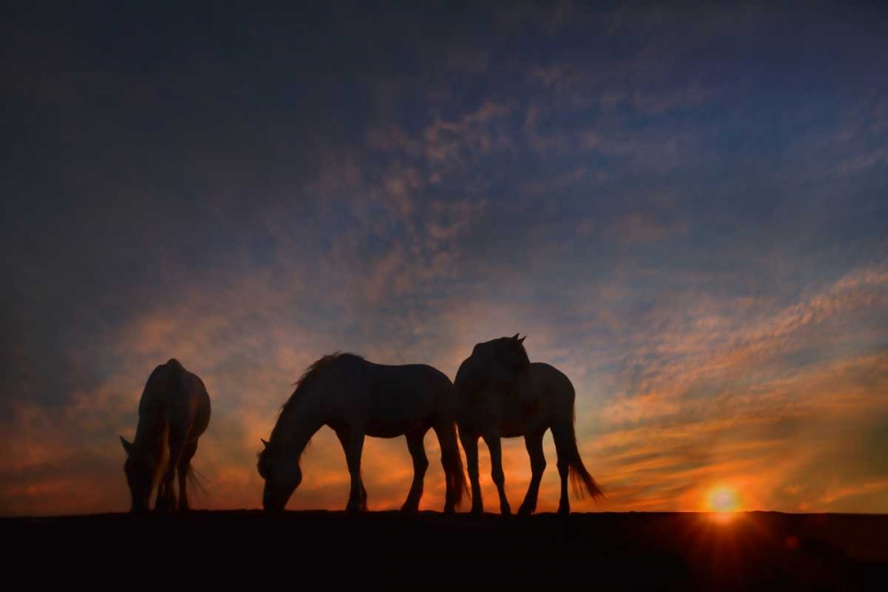 Camargue Sunrise