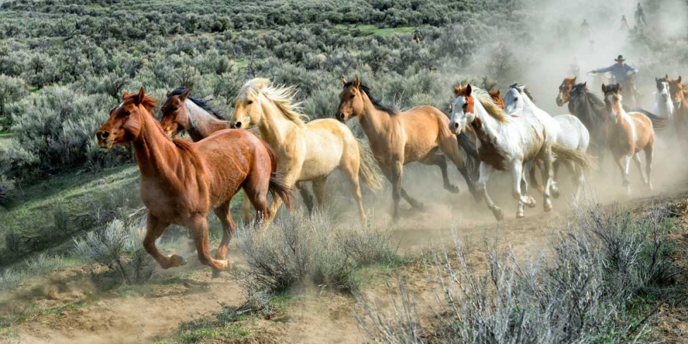 Stampede I