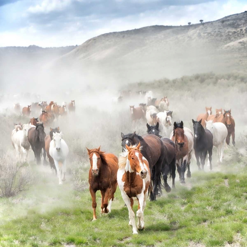 Stampede II