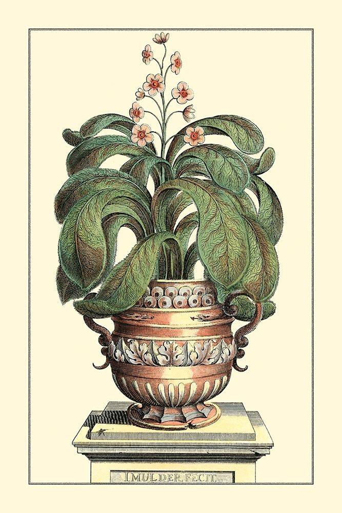Antique Munting Aloe II