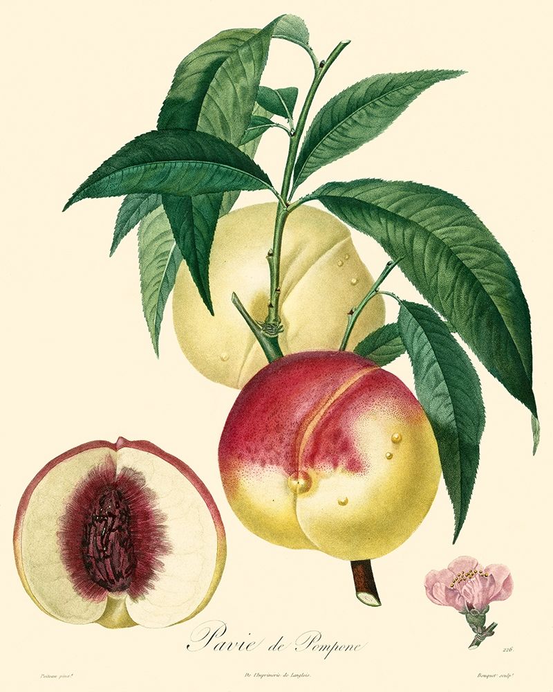 Bessa Peaches